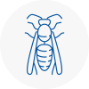 Locks Heath Wasp Nest Removal